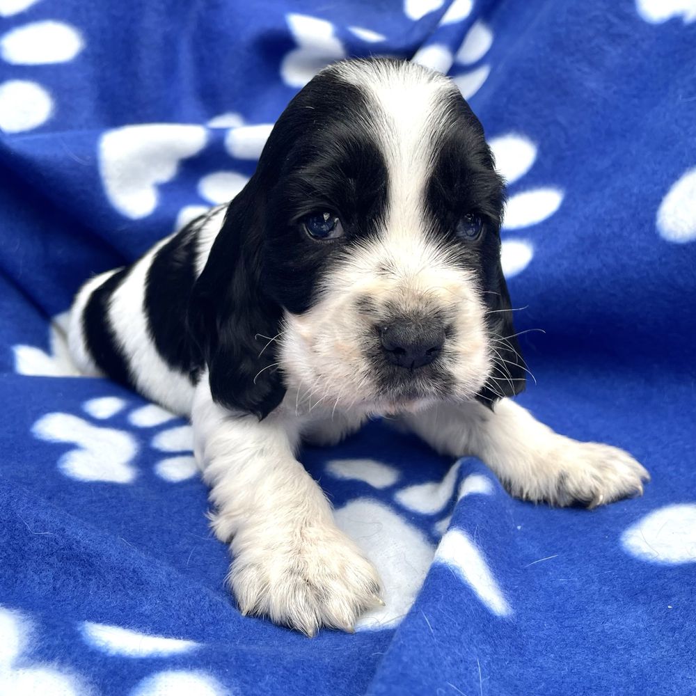 Cocker spaniel angielski szczeniak