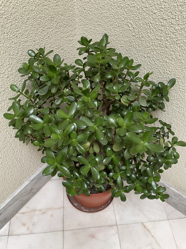 Suculenta planta de Jade