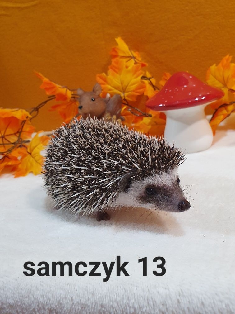 Jeż afrykanski jez pigmejski