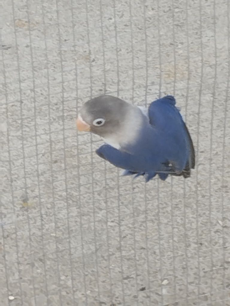 Agapórnis muito lindo