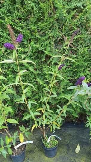 Buddleja Dawida kolory- SZKÓŁKA WEBER KICIN