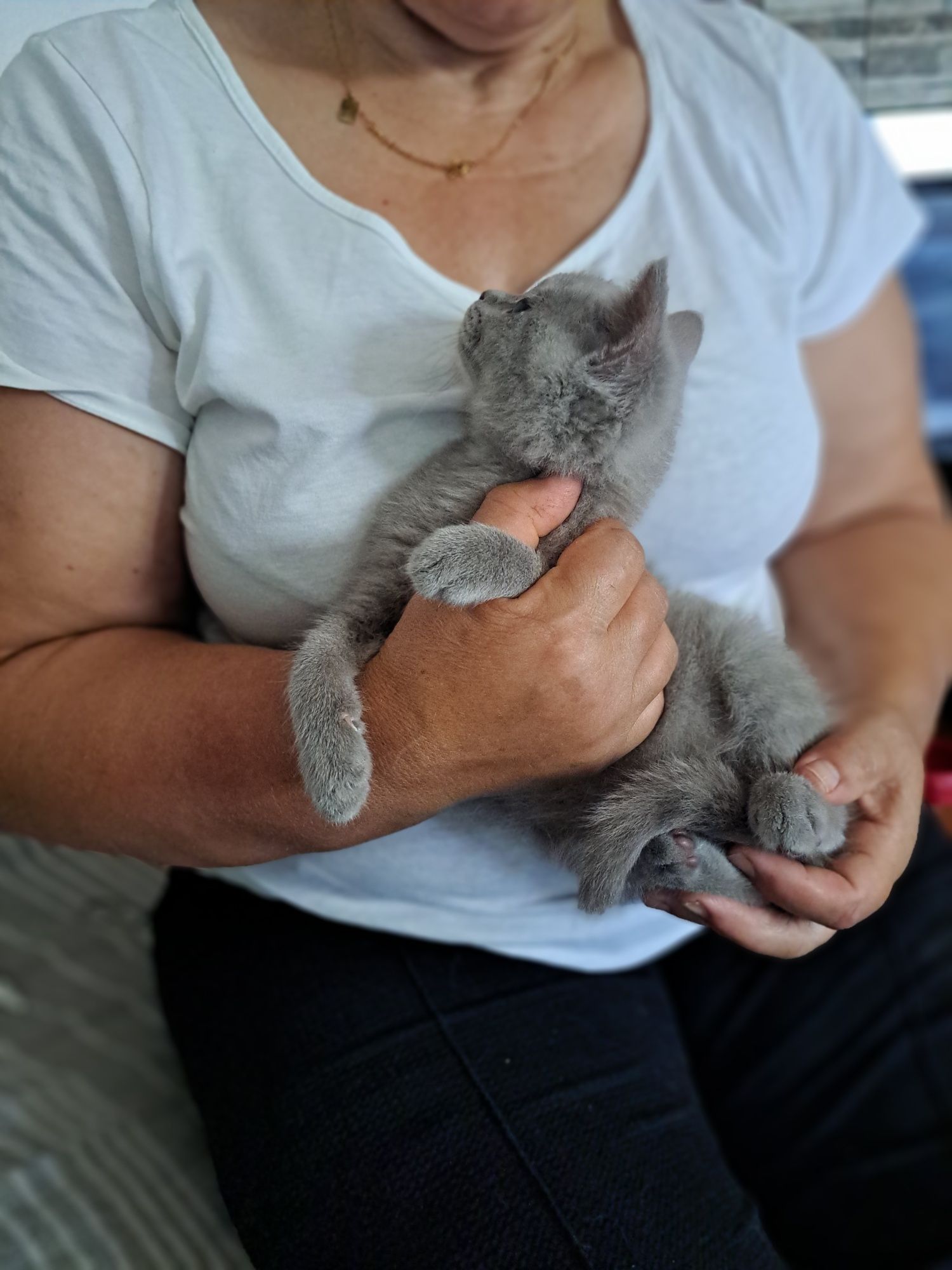 Scottish fold macho lilac