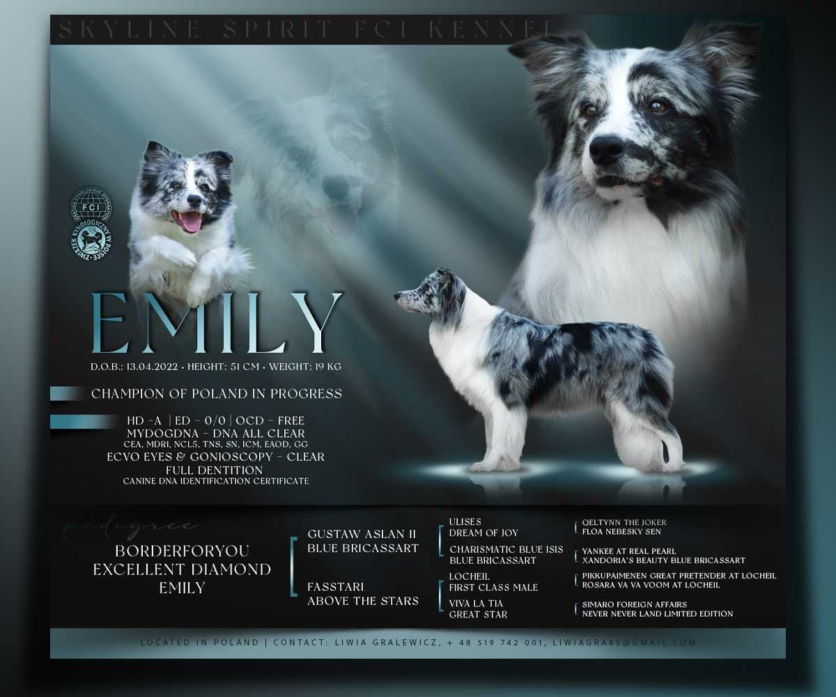 Zapowiedź miotu Border Collie FCI