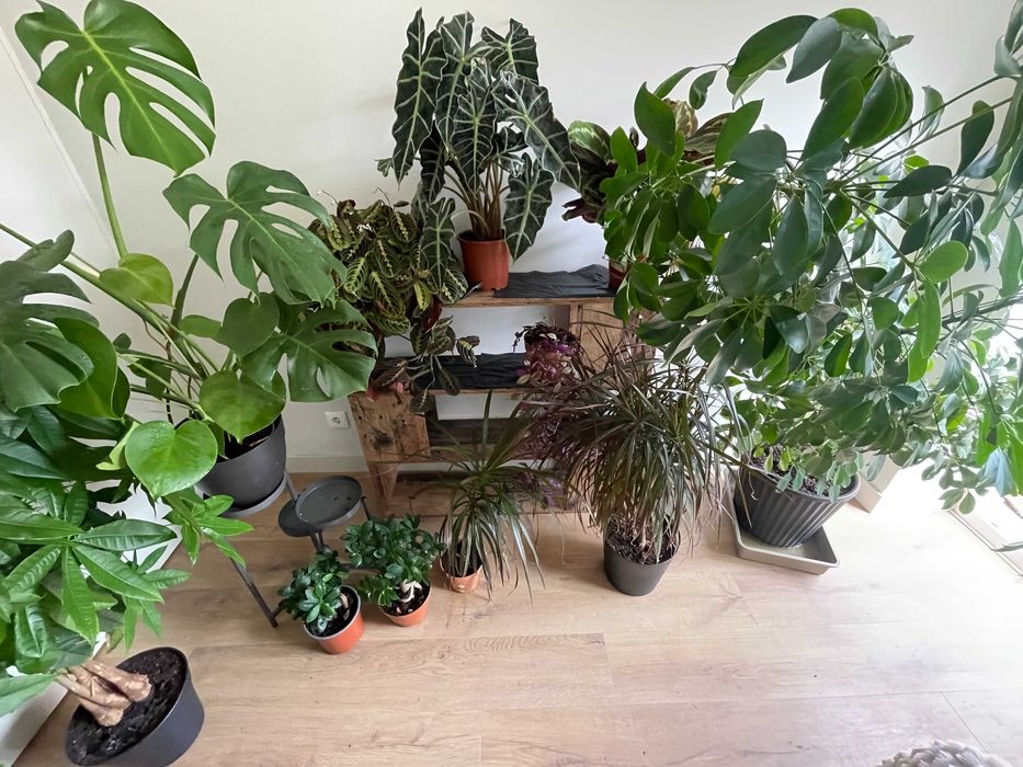 Coleção de Plantas de Interior – Todas por 200€ (Braga)