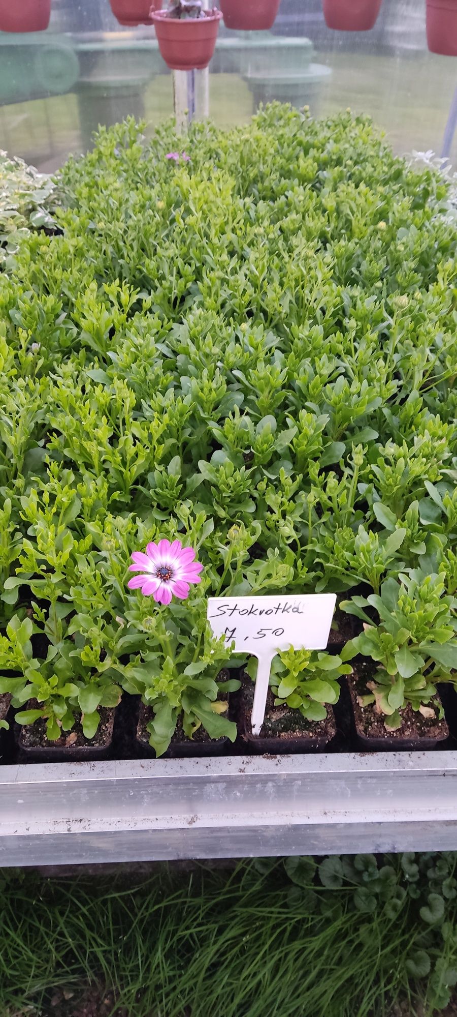 Stokrotka Dalia dragon fuksja pelargonia  bobik dichondra