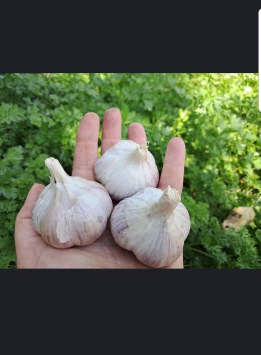Продам чеснок средний крупный