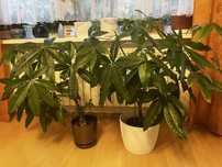 Pachira wodna ok 100 cm