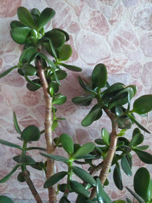 Grubosz - drzewko szczęścia odnóżka