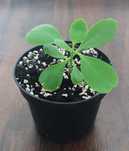 Żyworodka Kalanchoe pierzasta 13 cm - Cud w doniczce