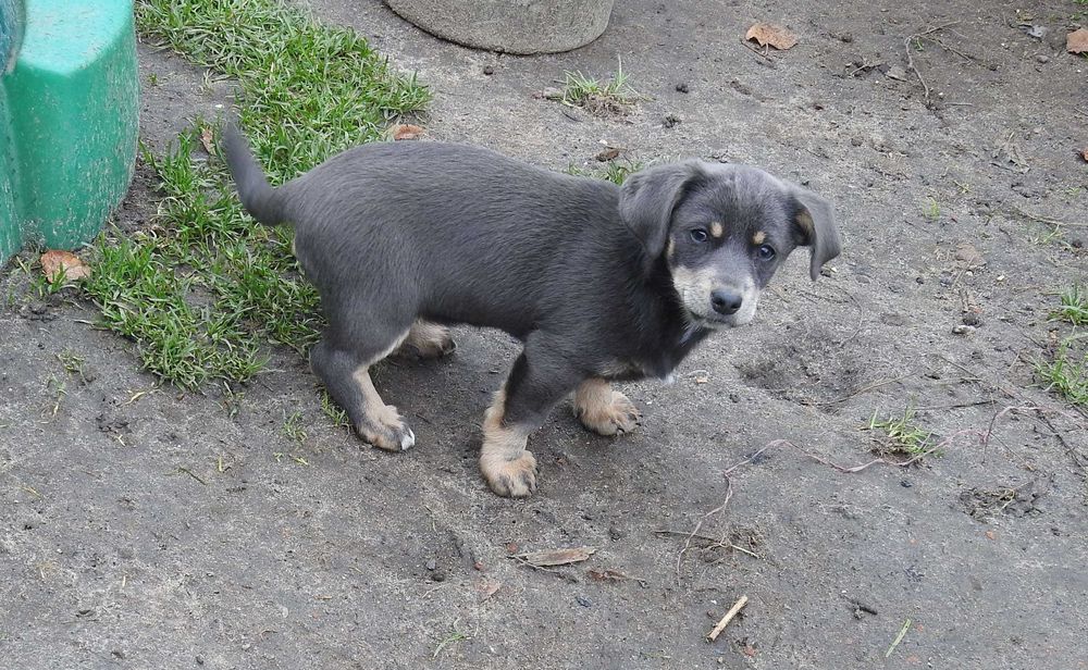 Szczeniak do adopcji, za darmo