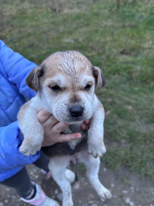 Подарую дівчинку сторожової породи