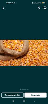Продам зерно кукурудзи 600кілограм і пшениці 600кг
