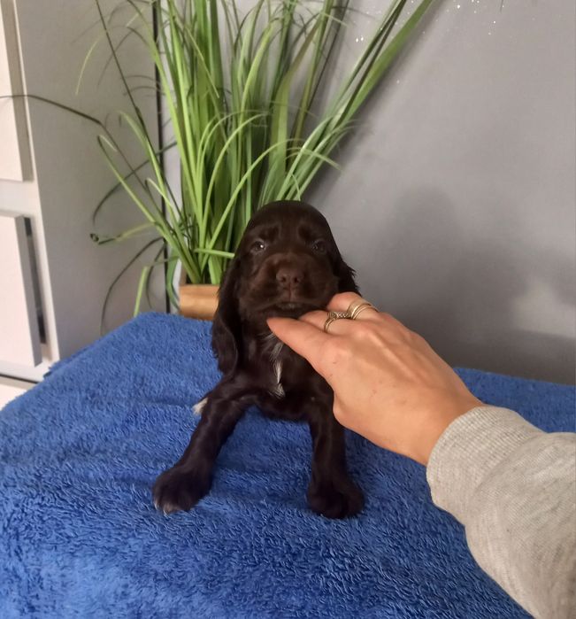 Cocker Spaniel Angielski Piesek