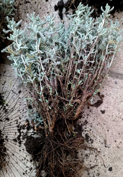 Сантоліна кіпарисовидна срібляста та зелена