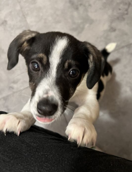 Szczeniaki do adopcji