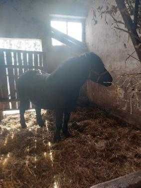 3 Klacze zimnokrwiste, 1 programowa Sokólska