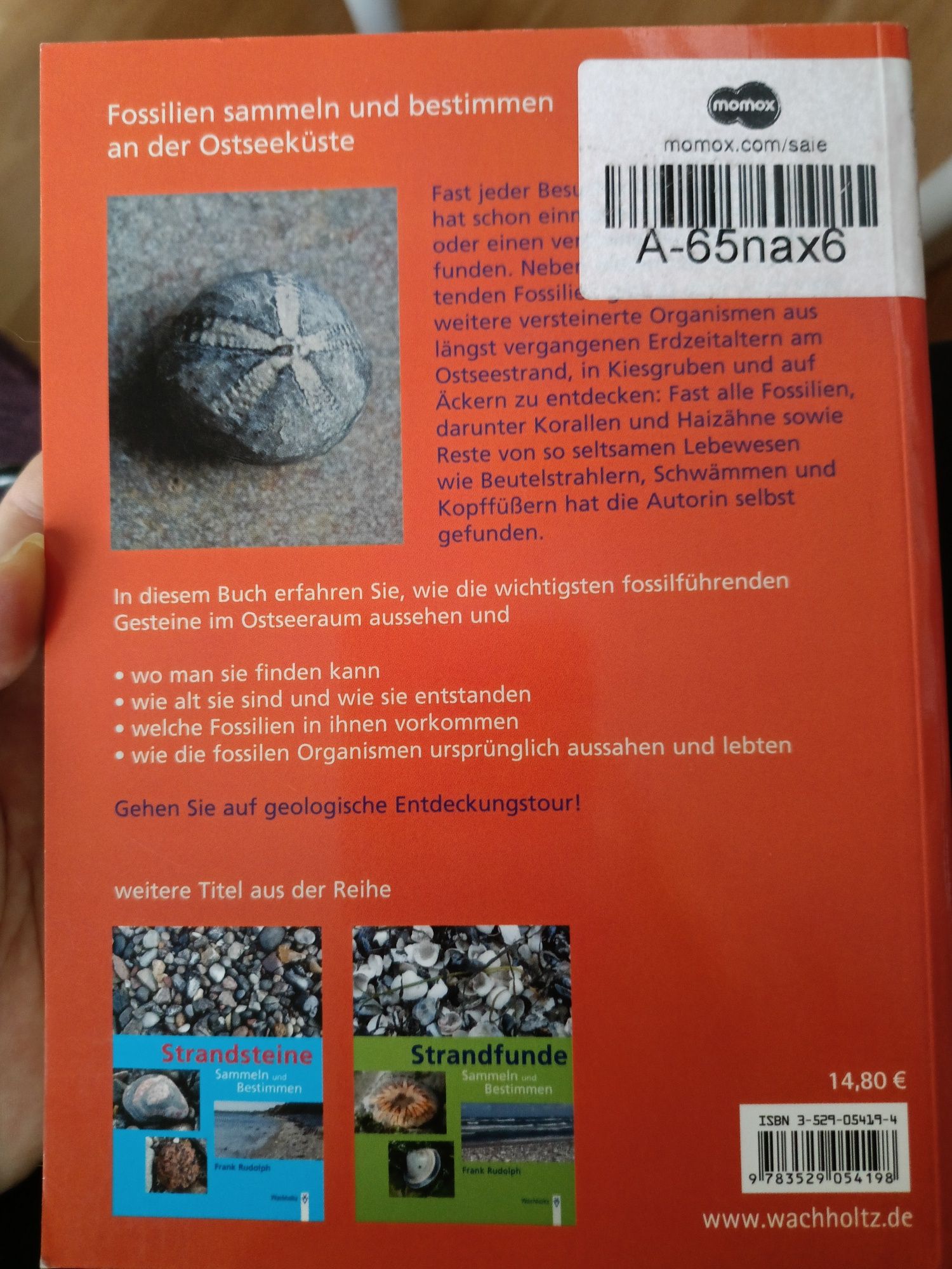 Fossilien sammeln an der Ostseekuste