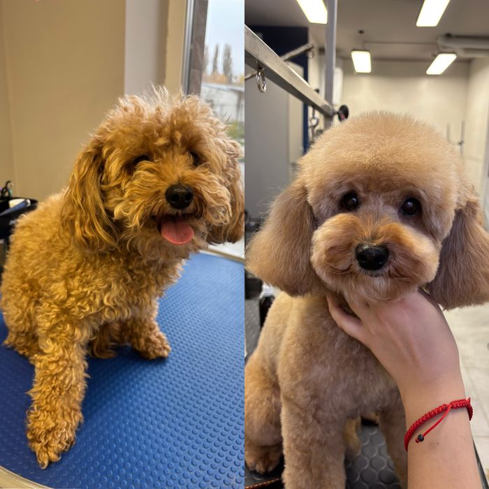 Шукаю моделей собачок для стрижки