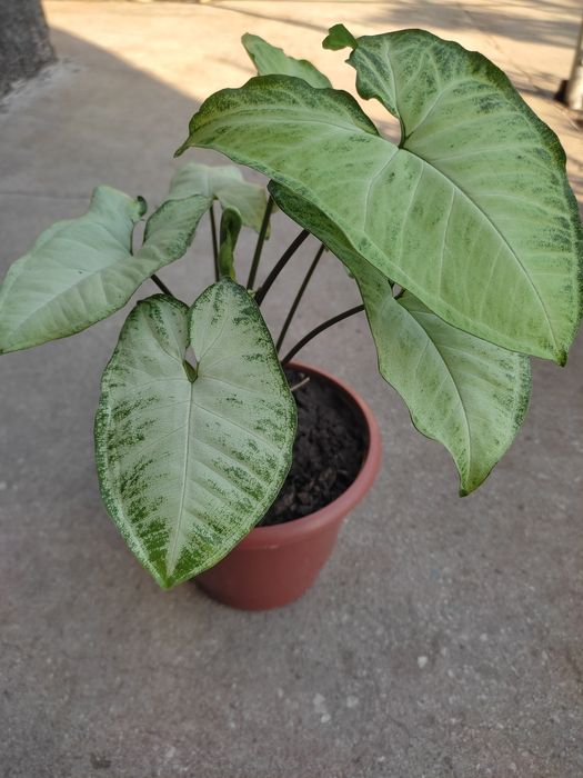 Сингониум,фиалки