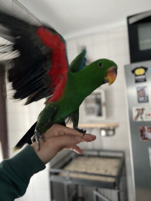 Papagaio ecletus criado a mao