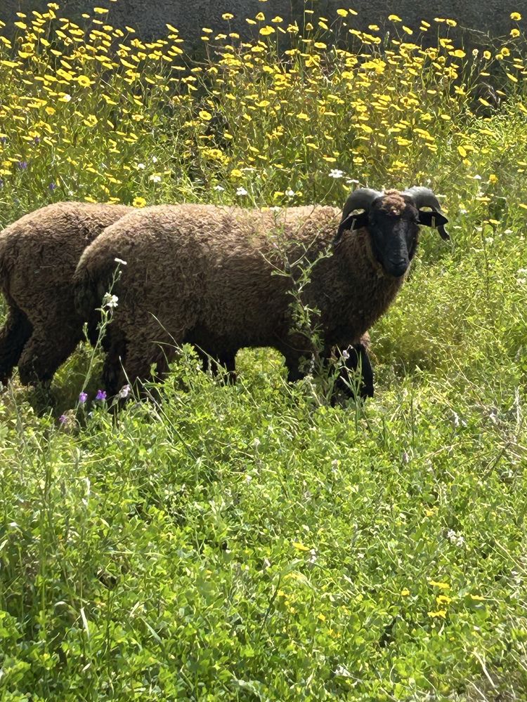 Carneiro merino preto