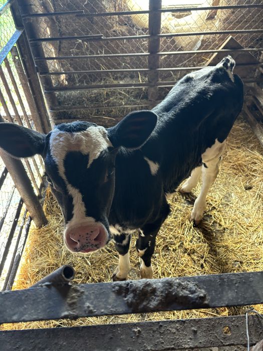 Продам теличку,теля від ш/о