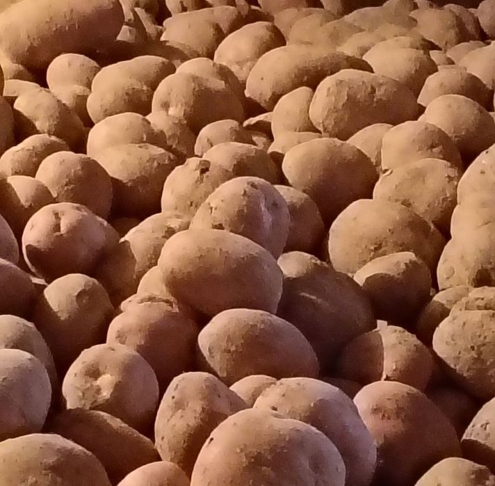 Sprzedam ziemniaki jadalne