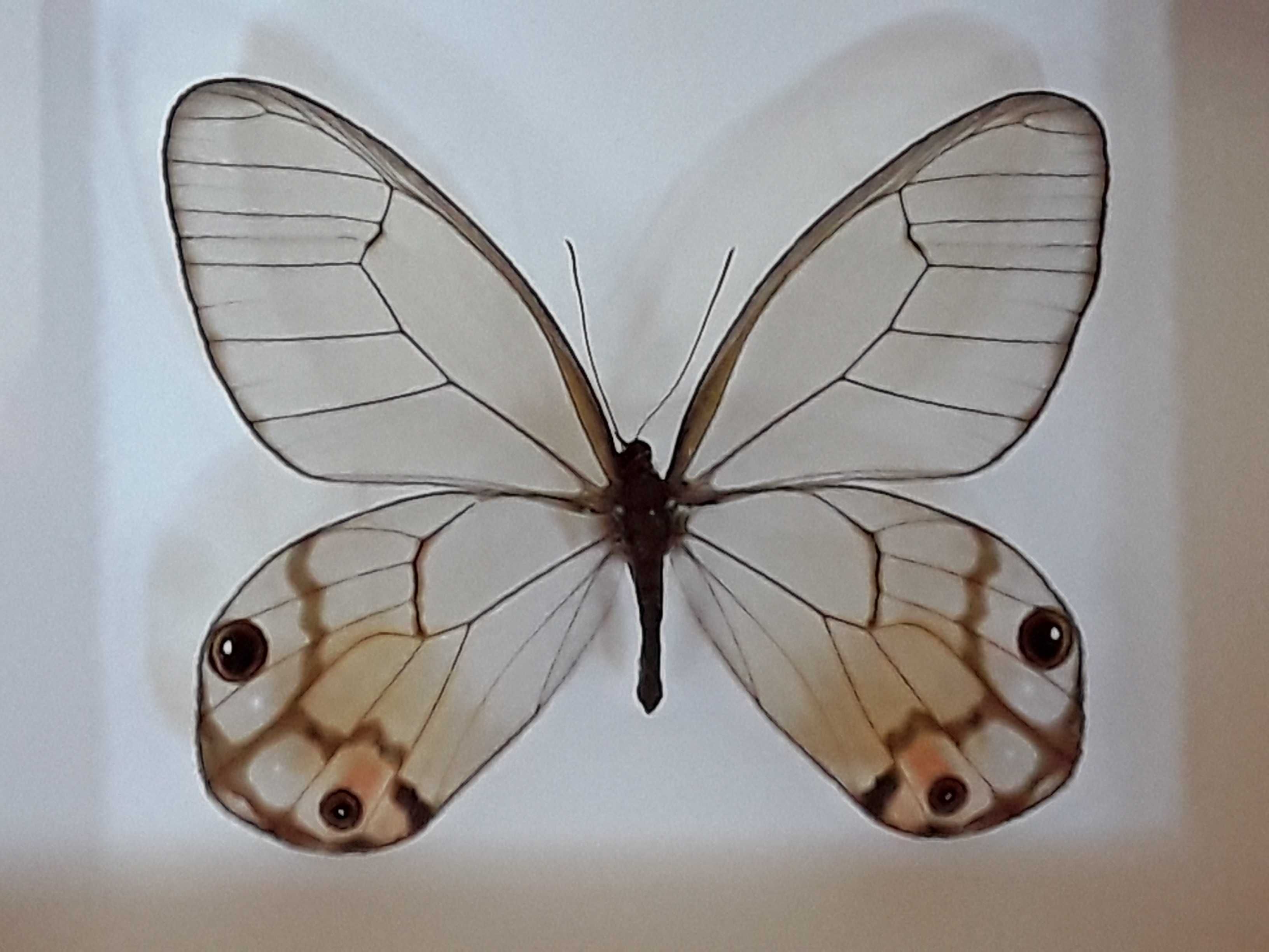 Motyl w ramce 12x10 cm . Haetera piera ssp . 70 mm