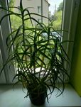 Aloes dziesięcioletni