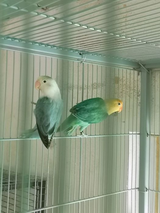 Casal fishers opalinos