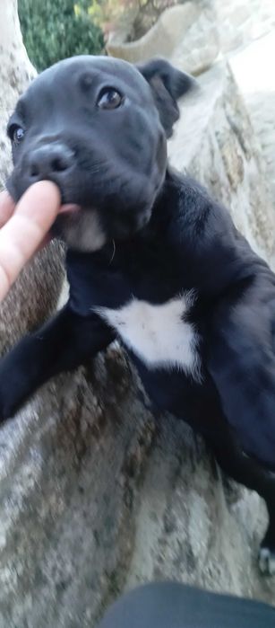 Cão cane corse suciavel
