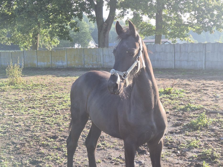 PIĘKNA Klacz fryzyjska fryz cudowny ruch