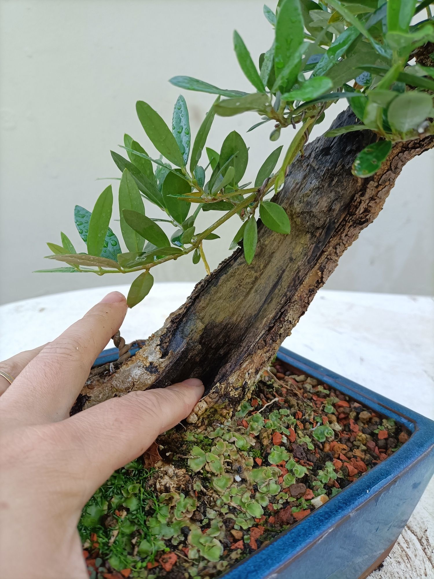 Vendo Oliveira Bonsai