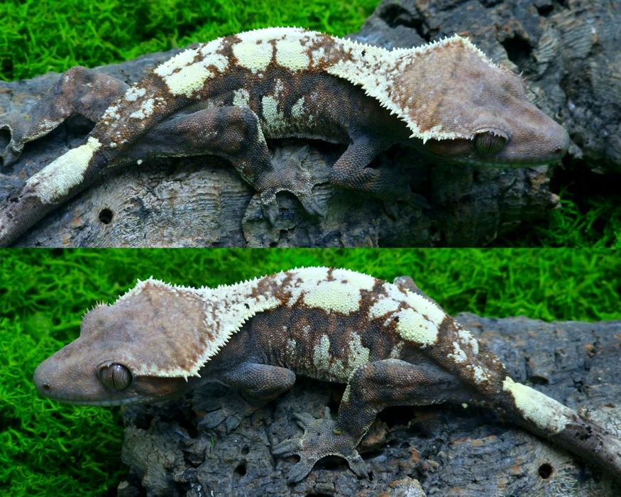 Gekon orzęsiony Sable samica 27g Egzocity Transport