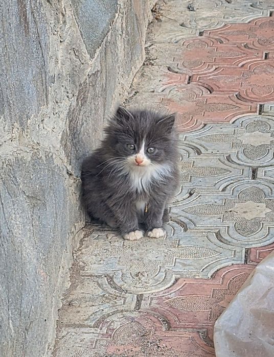 Кошеня в добрі руки