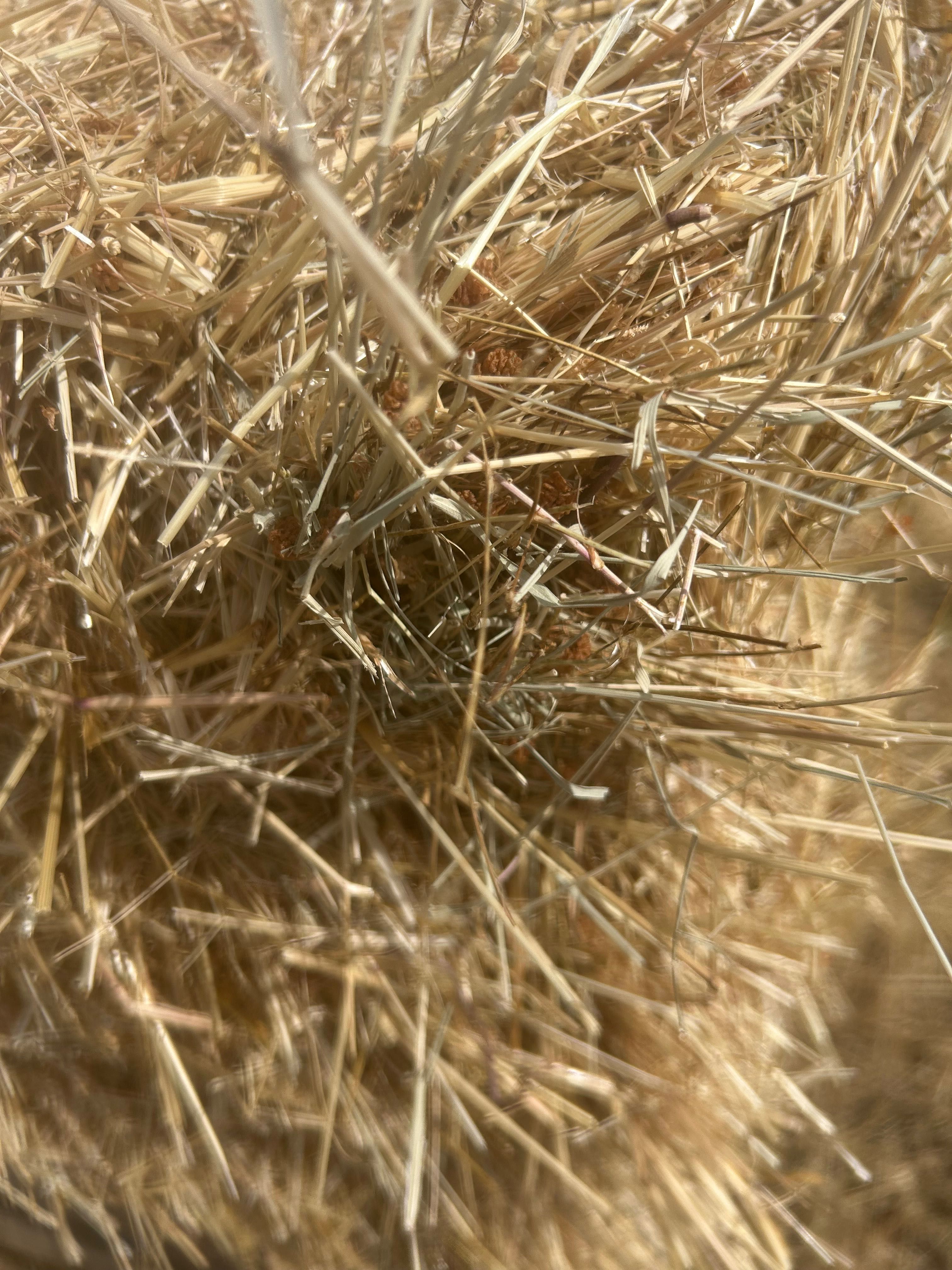 Fardos de palha/feno