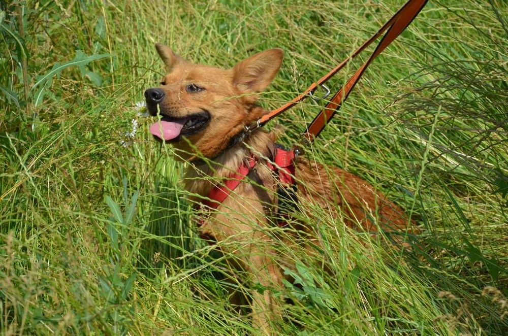 Rafi mały przerażony rudy piesek błaga o szansę ADOPCJA