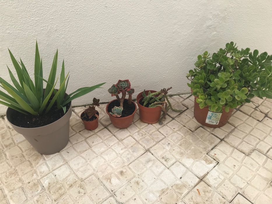 Plantas suculentas