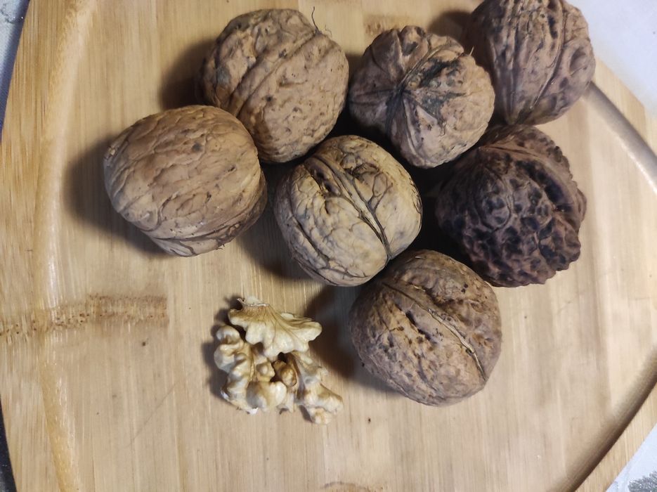 Sprzedam orzechy włoskie Jacki