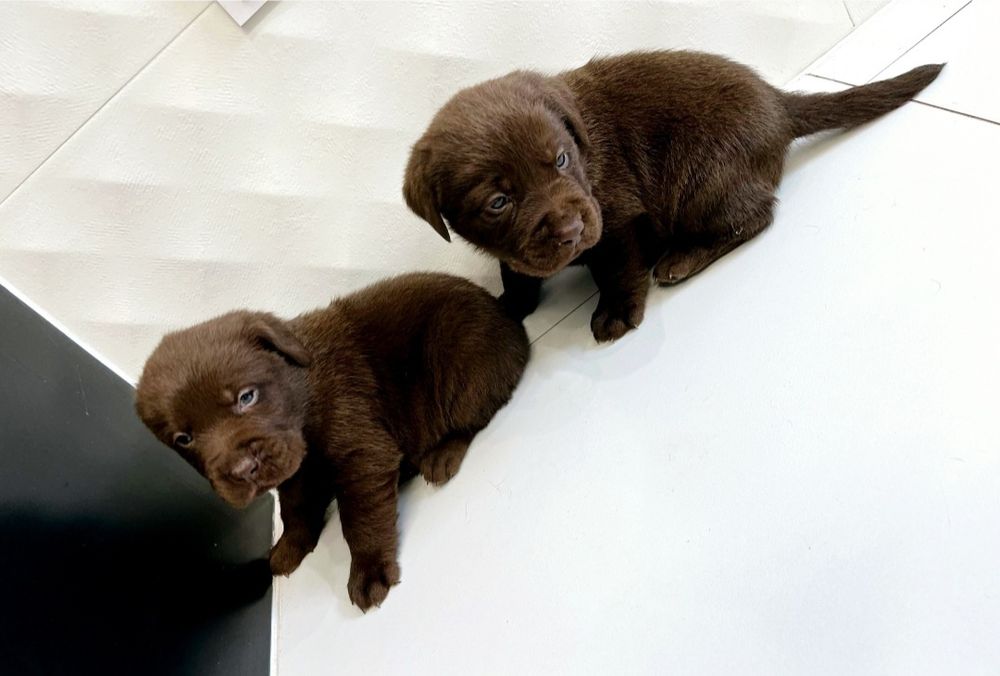Labrador Retriever