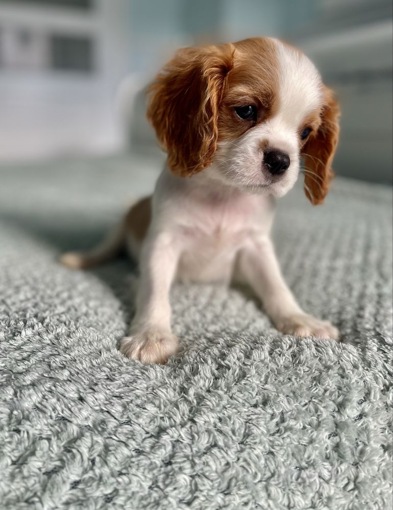 Cavalier king charles spaniel