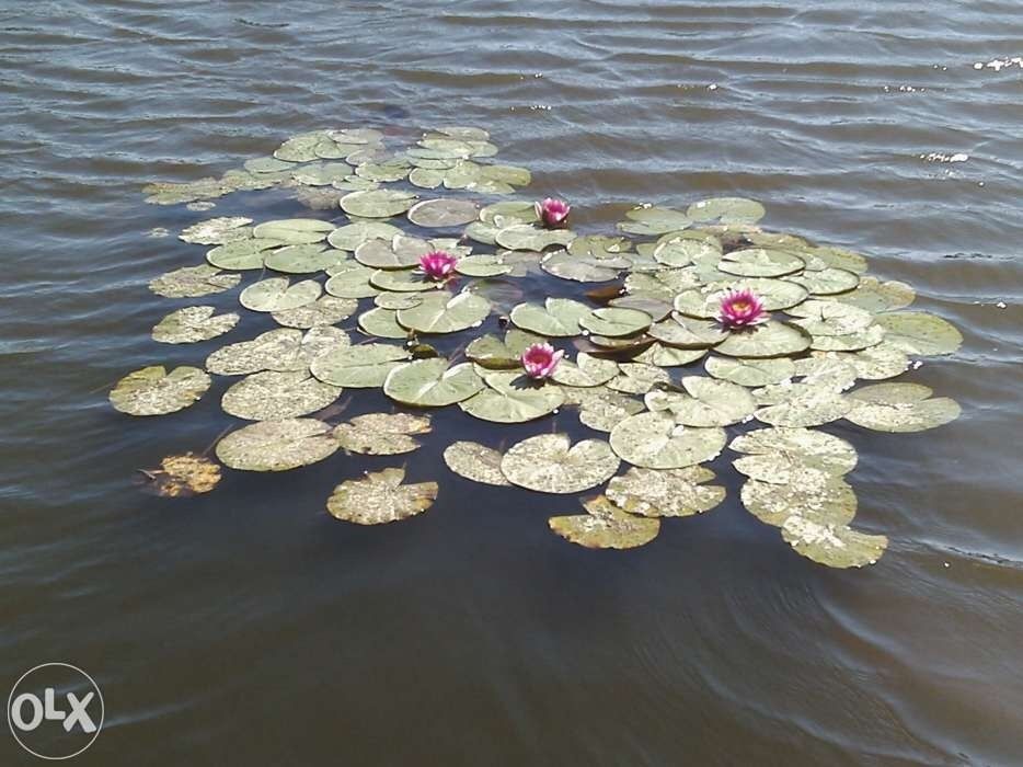 Kwiaty wodne Nenufary