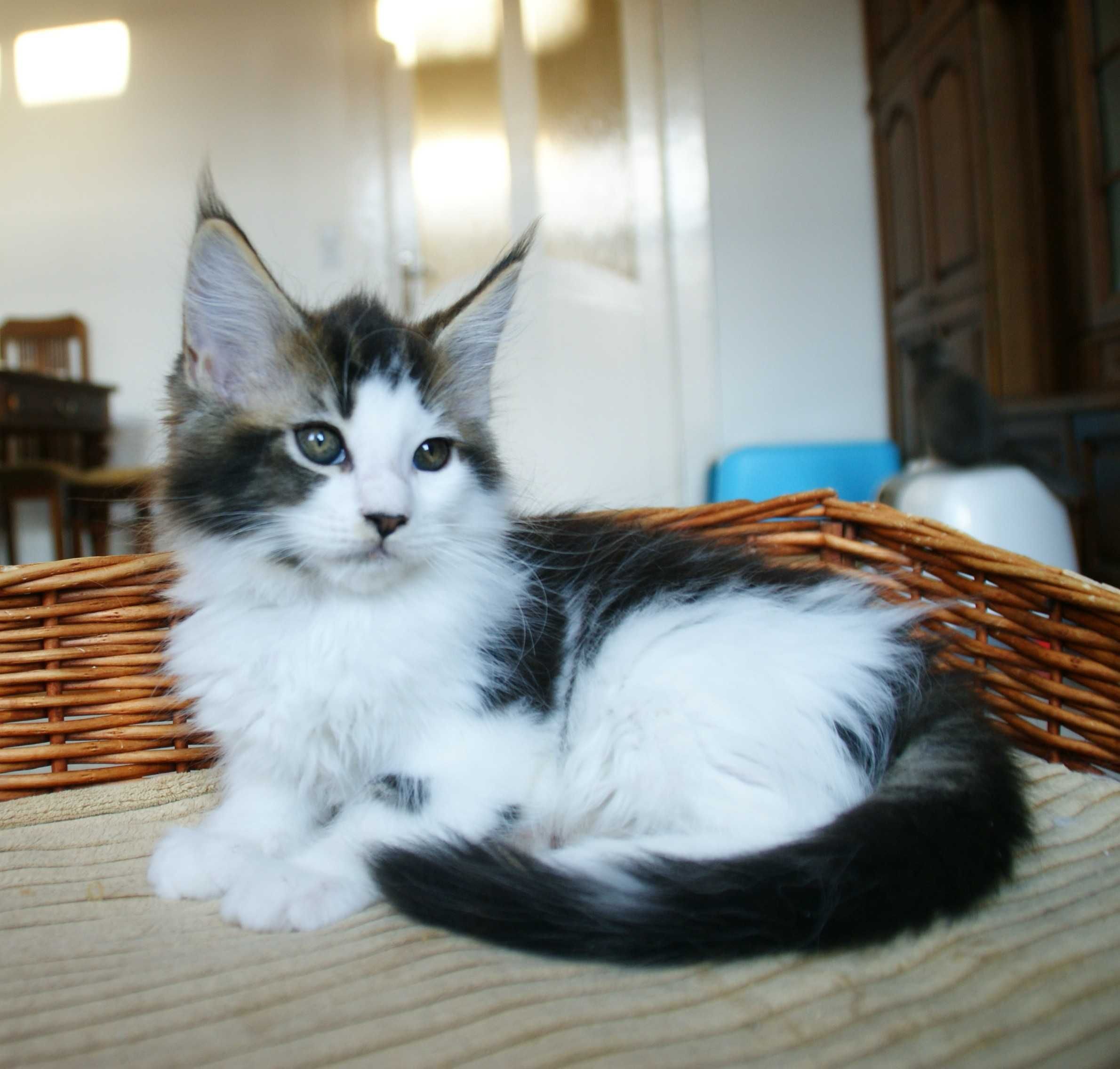Kocurek Maine Coon - Bydgoszcz