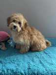 Maltipoo F1-maltańczyk/pudel toy -Pies