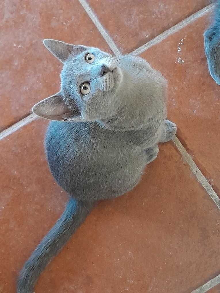 Linda Gatinha Azul Clara Amor em casa