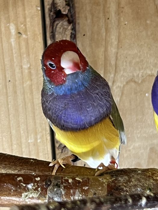 Amadyna wspaniała - samiec 2025 r