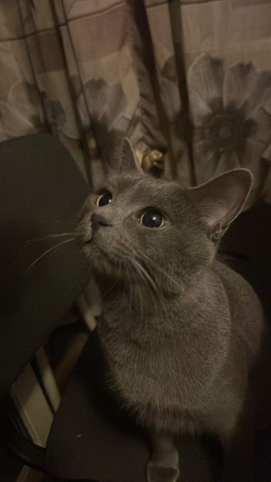 Віддам котика безкоштовно