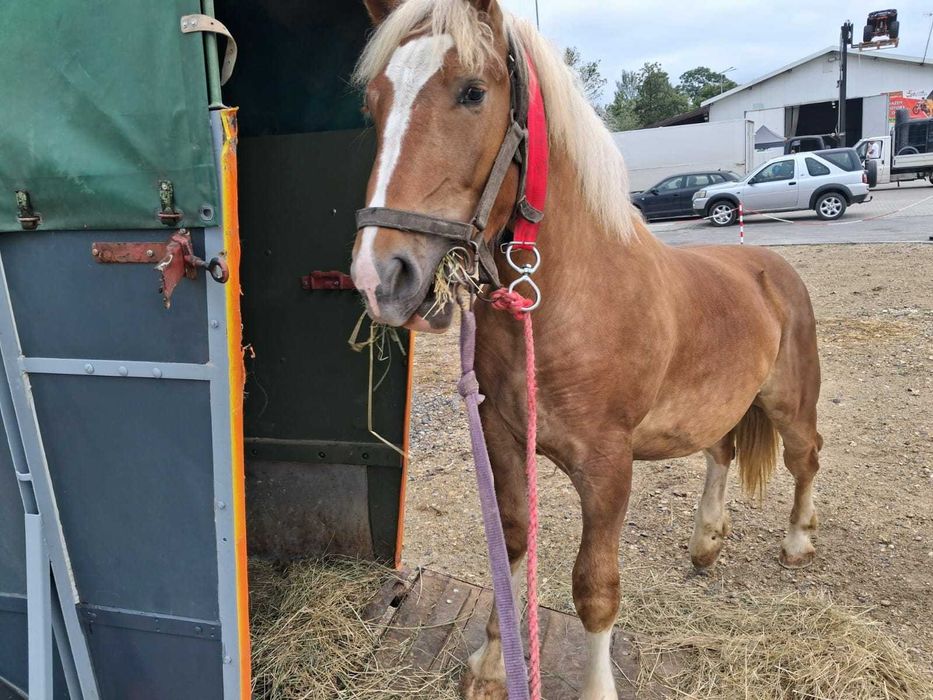 Ogier zimnokrwisty "sztum"