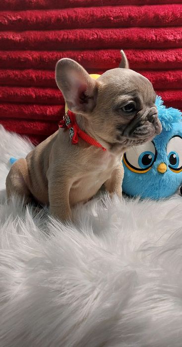 Bulldog francês blue fawn