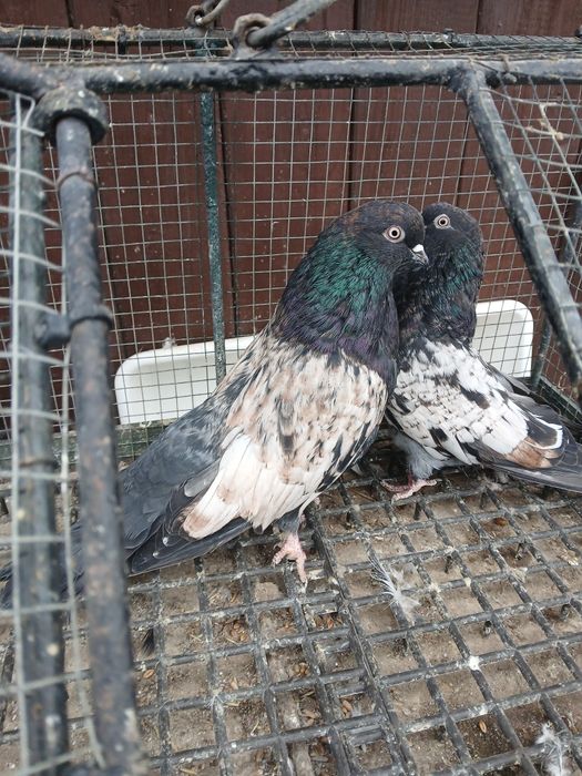 Gołębie kirowogradzkie